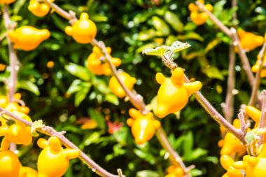 Bitki üzerinde meme meyvesi, Tayland.