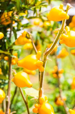 Bitki üzerinde meme meyvesi, Tayland.