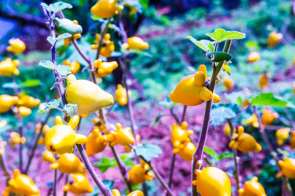 Prsaté Nebo Bradavkové Ovoce Rostlině Thajsko — Stock fotografie