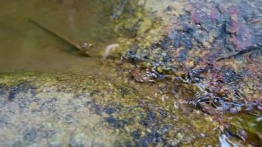 Chiang Mai Eyaleti 'ndeki küçük bir dereden su akar..