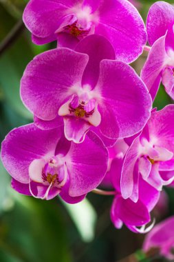 Parktaki Violet orkidesi, Tayland.