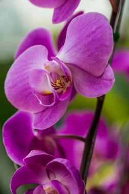 Parktaki Violet orkidesi, Tayland.