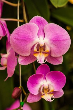 Parktaki Violet orkidesi, Tayland.