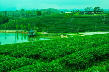 Tayland, Tayland 'da çay çiftliği.