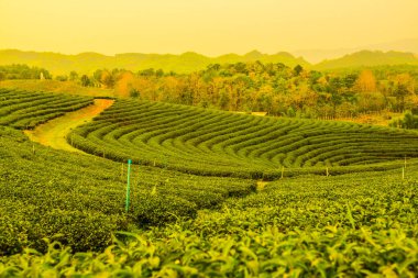 Tayland, Tayland 'da çay çiftliği.