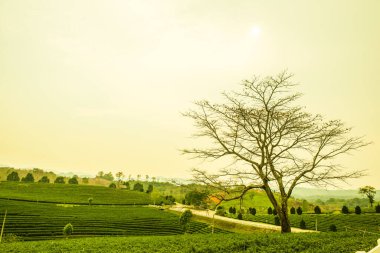 Tayland, Tayland 'da çay çiftliği.