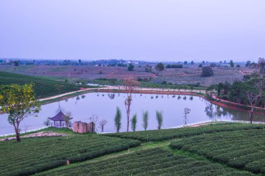 Tayland, Tayland 'da çay çiftliği.