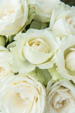 Dekorasyon için beyaz güller, Tayland.