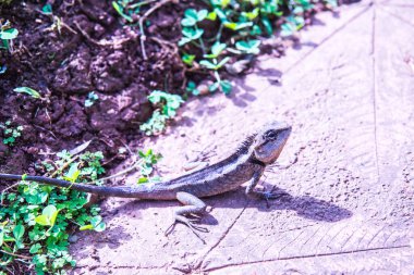 Parkta bir bukalemun, Tayland.