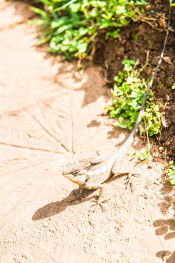 Parkta bir bukalemun, Tayland.