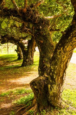 Angkhang, Tayland Kraliyet Tarım İstasyonunda Japon Kayısı Ağaçları.