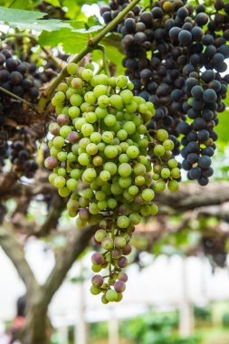 Tayland 'da şarap üzümleri.