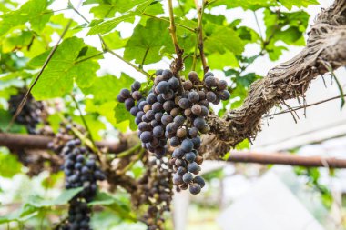 Tayland 'da şarap üzümleri.