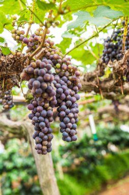 Tayland 'da şarap üzümleri.