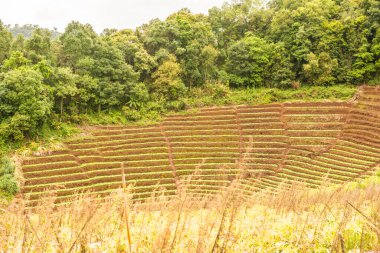 Mon Jam 'in Tayland' daki dağ manzarası.