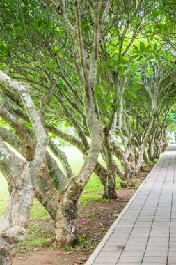 Plumeria ağaçlar tünel, Nan Eyaleti, Tayland.