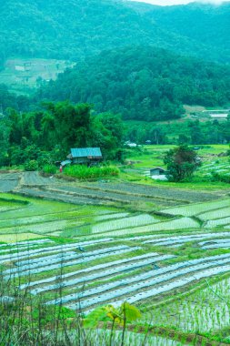 Tayland 'ın Chiangmai eyaletinde pirinç tarlaları..