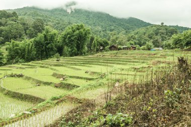 Tayland 'ın Chiangmai eyaletinde pirinç tarlaları..
