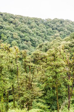 Doi Inthanon Ulusal Parkı, Tayland 'da Büyük Ağaçlar.