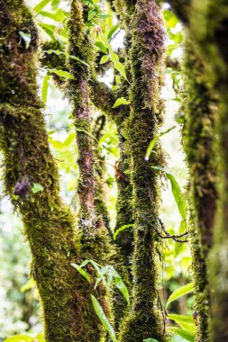 Doi Inthanon Ulusal Parkı, Tayland 'daki ağaç bütünlüğü.