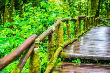 Doi Inthanon Ulusal Parkı 'nda yürüyüş yolu, Tayland.
