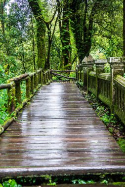 Doi Inthanon Ulusal Parkı 'nda yürüyüş yolu, Tayland.