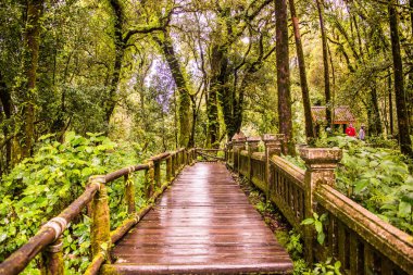 Doi Inthanon Ulusal Parkı 'nda yürüyüş yolu, Tayland.