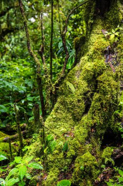 Doi Inthanon Ulusal Parkı, Tayland 'daki ağaç bütünlüğü.