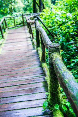 Doi Inthanon Ulusal Parkı 'nda yürüyüş yolu, Tayland.