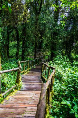 Doi Inthanon Ulusal Parkı 'nda yürüyüş yolu, Tayland.