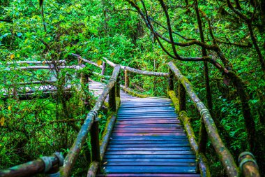 Doi Inthanon Ulusal Parkı 'nda yürüyüş yolu, Tayland.