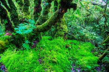 Doi Inthanon Ulusal Parkı, Tayland 'daki ağaç bütünlüğü.