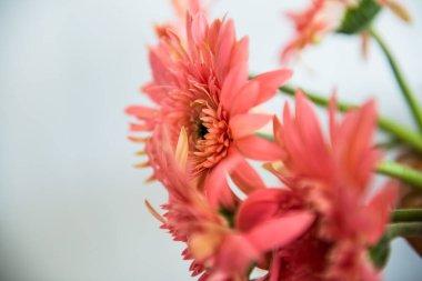 Tayland, Gerbera çiçeğine yakın..