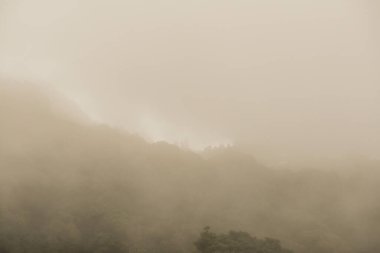 Doi Inthanon Ulusal Parkı, Tayland 'da sisli bir orman.