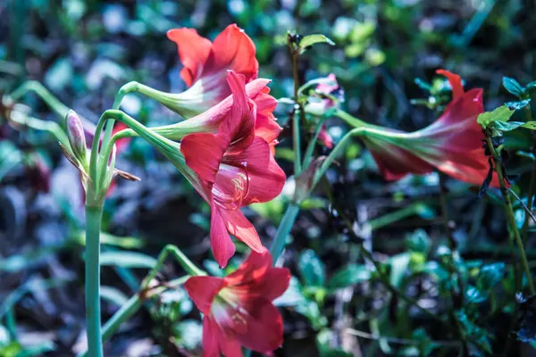 Amaryllis Flores Parque Tailândia — Fotografia de Stock