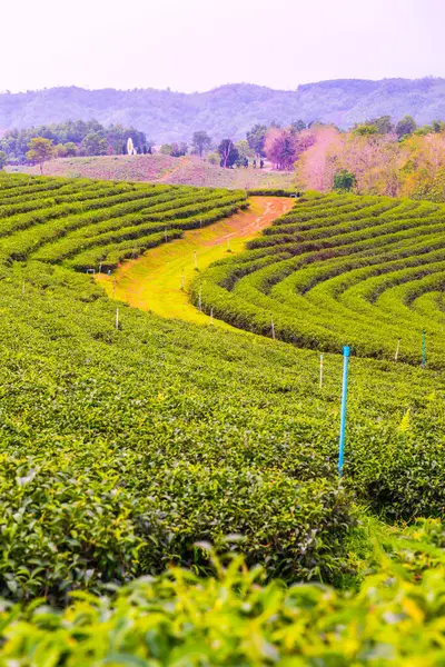 Tea Plantation Thai Thailand — Stock Photo, Image