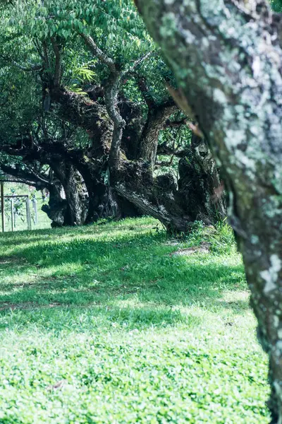 Angkhang, Tayland Kraliyet Tarım İstasyonunda Japon Kayısı Ağaçları.