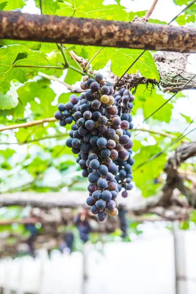 Uvas Vino Tailandia — Foto de Stock