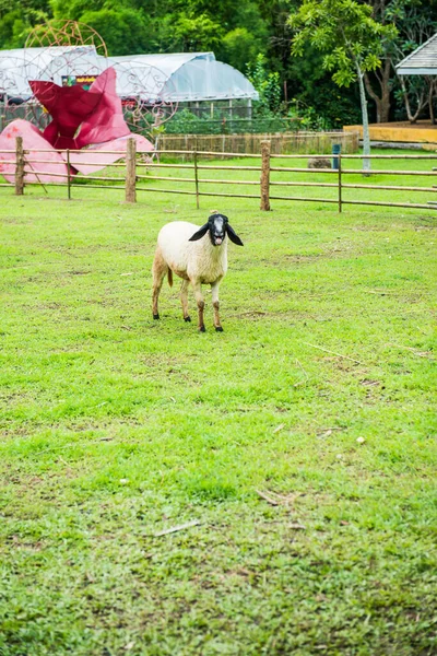 Owce Trawniku Tajlandia — Zdjęcie stockowe