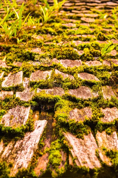 Doi Inthanon Ulusal Parkı, Tayland 'da çatıda yosun.