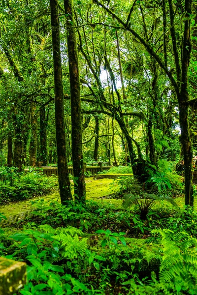 Integridade Árvore Parque Nacional Doi Inthanon Tailândia — Fotografia de Stock