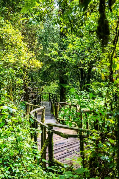 Passerella Nel Parco Nazionale Doi Inthanon Thailandia — Foto Stock