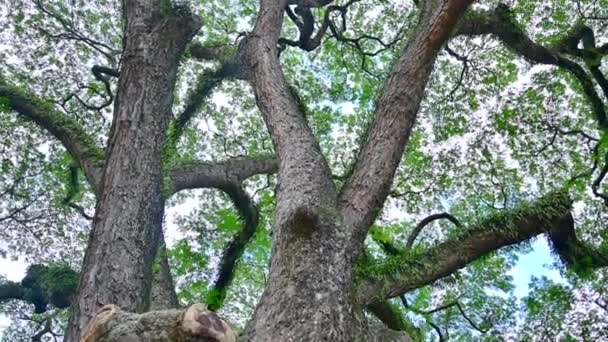 泰国清迈的一棵大雨树 — 图库视频影像