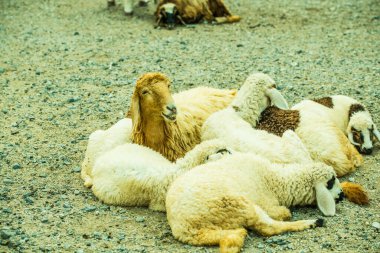 Tayland 'da koyun sürüsü.