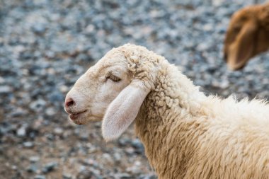 Tayland 'da koyun portresi.