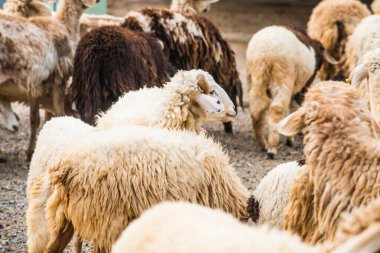 Tayland 'da koyun sürüsü.