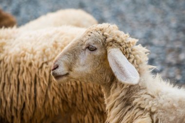 Tayland Koyunlarının Yüzü.