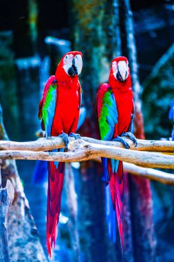 Tayland 'da Macaw kuşu.