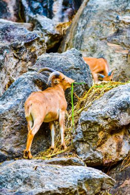 Dağda, Tayland 'da barbar koyunlar.