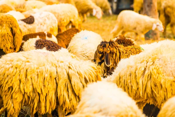 Tayland 'da koyun sürüsü.